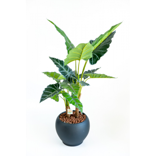 Alocasia ( Fil Kulağı ) Ağacı 