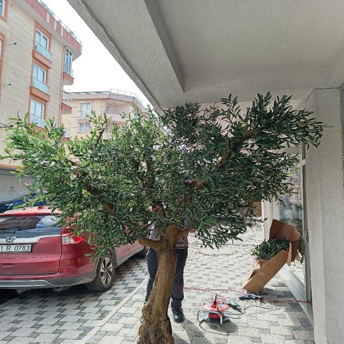 Zeytin ağacı ( Özel Tasarım ) 