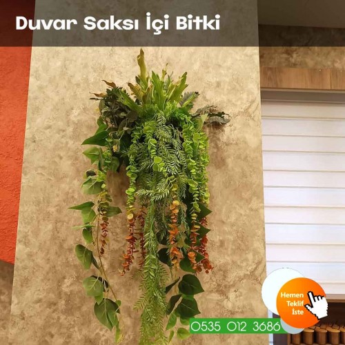 Duvar Saksı Bitkisi