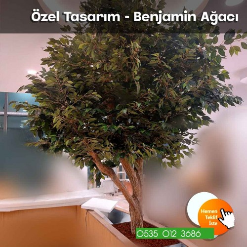 Özel Tasarım Benjamin Ağacı